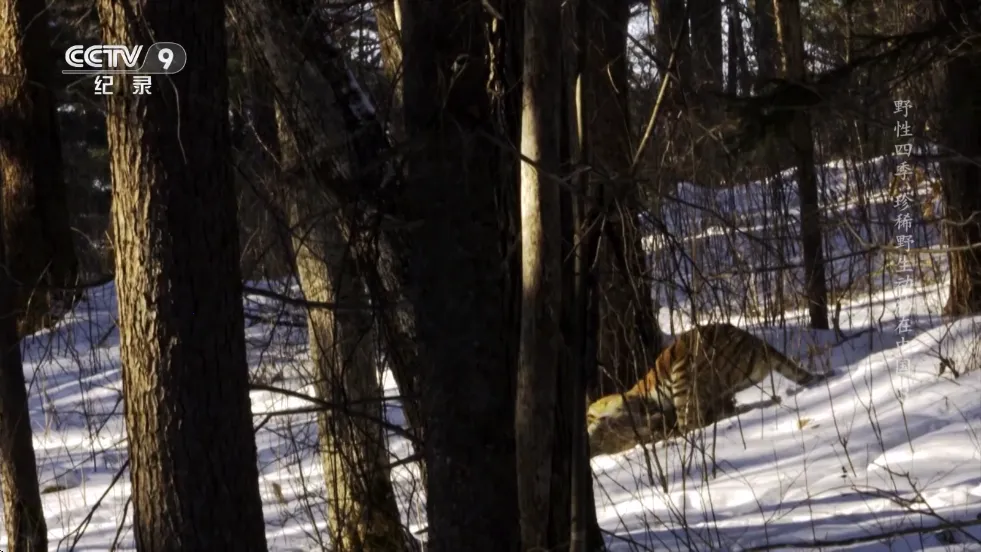 畅看2025最新版本 畅看2025最新版本