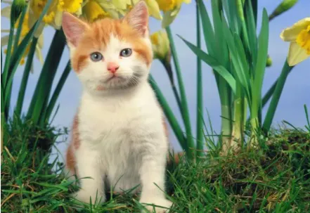 云上驿宠(宠物养宠平台) 云上驿宠(宠物养宠平台)