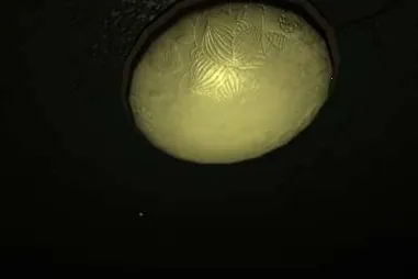 ѭ����׿���ֻ���