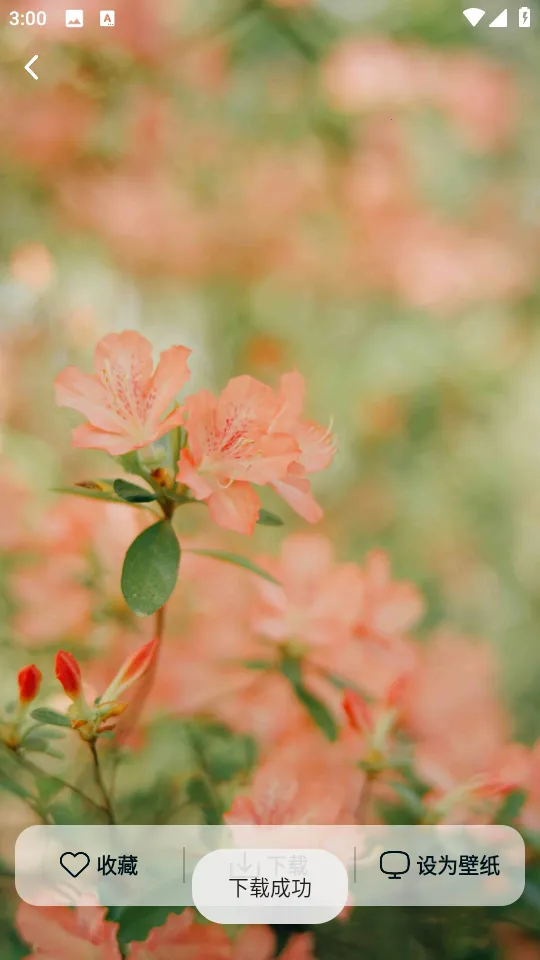 跃动壁纸安卓版手机版 跃动壁纸安卓版手机版